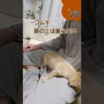 チワックスのコムギ～譲らない精神～ #dog #チワックス #puppy #子犬 #かわいい犬