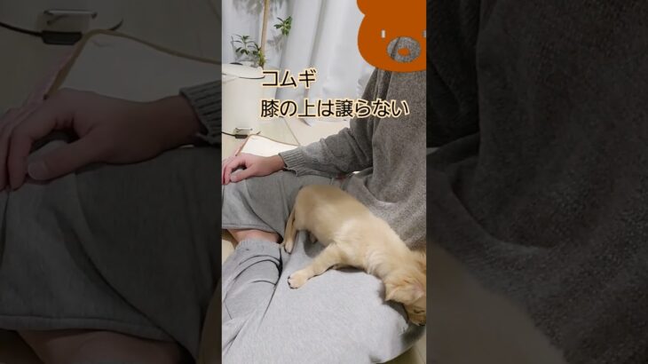 チワックスのコムギ～譲らない精神～ #dog #チワックス #puppy #子犬 #かわいい犬