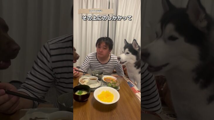 ハプニングが欲しい食卓【大型犬の多頭飼い】 #シベリアンハスキー #dog#sihorts＃大型犬