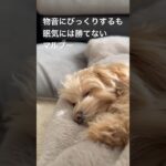 やっぱり眠いマルプーがかわいすぎる #maltipoo #かわいい #犬 #子犬 #マルプー #dog