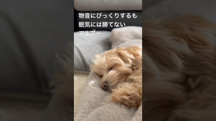 やっぱり眠いマルプーがかわいすぎる #maltipoo #かわいい #犬 #子犬 #マルプー #dog