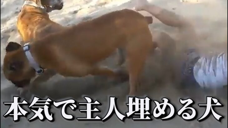 【アフレコ】犬猫のおもしろ動画にツッコミどころ満載なアフレコしてみたｗｗｗ【猫meme】【動物】【ハプニング映像】#32