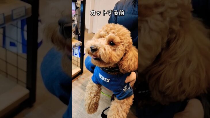 麦のカット #かわいい #puppy #dog #poodle #可愛さ #もふもふ #子犬 #愛しい #トイプ 〜#dog #トイプードル #トイプー #かわいい #犬 #犬のいる暮らし #癒し