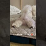 【パピーは後ろ姿もかわいい♡】#shorts #bichonfrise #ビションフリーゼ #もふもふ犬 #かわいい犬 #ぱぴー