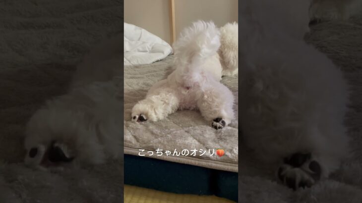 【パピーは後ろ姿もかわいい♡】#shorts #bichonfrise #ビションフリーゼ #もふもふ犬 #かわいい犬 #ぱぴー