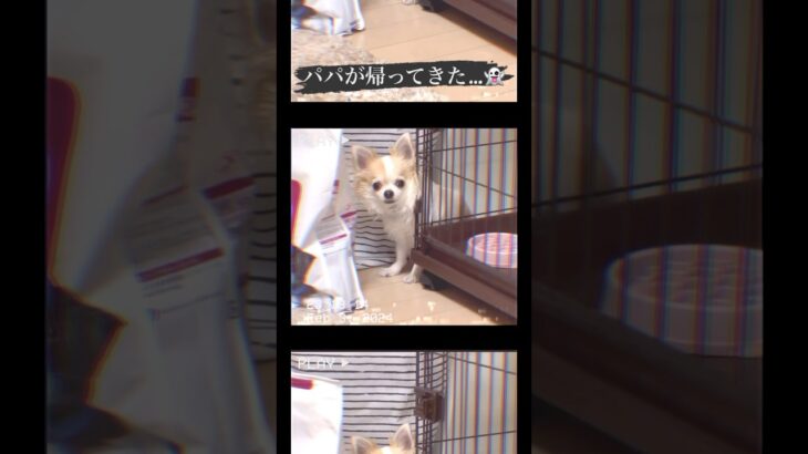 #shorts #チワワ #チワワ部 #子犬 #チワワ動画  #チワワ子犬 #犬動画 #chihuahua #chihuahualove  #chihuahualovers #癒し動画犬 #癒し動物