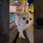 #shorts #チワワ #チワワ部 #子犬 #チワワ動画  #チワワ子犬 #犬動画 #chihuahua #chihuahualove  #chihuahualovers #癒し動画犬 #癒し動物