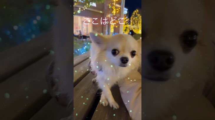 #shorts #チワワ #チワワ部 #子犬 #チワワ動画  #チワワ子犬 #犬動画 #chihuahua #chihuahualove  #chihuahualovers #癒し動画犬 #癒し動物