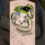 #shorts #チワワ #チワワ部 #子犬 #チワワ動画  #チワワ子犬 #犬動画 #chihuahua #chihuahualove  #chihuahualovers #癒し動画犬 #癒し動物