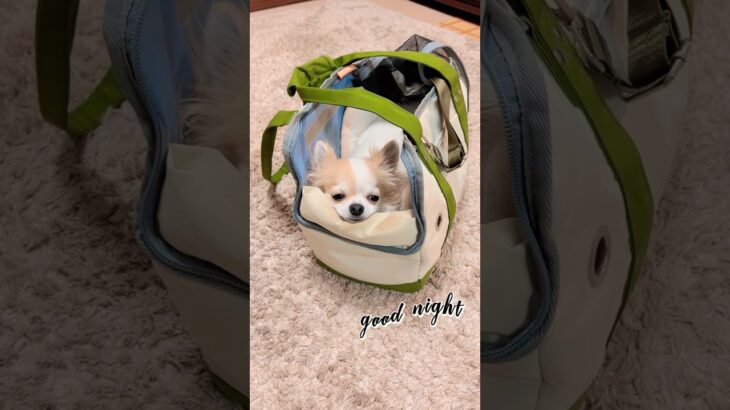 #shorts #チワワ #チワワ部 #子犬 #チワワ動画  #チワワ子犬 #犬動画 #chihuahua #chihuahualove  #chihuahualovers #癒し動画犬 #癒し動物