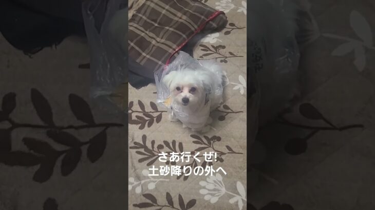 犬の願いをかなえてみた。#shorts #犬 #マルチーズ#おもしろ #dog