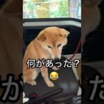 柴犬コロ 何があった？😂 #shorts #柴犬コロ #おもしろ #かわいい #犬 #shibainu #dog