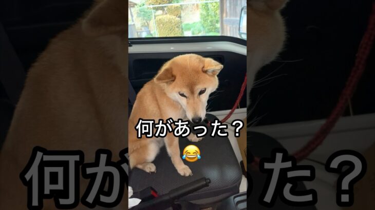 柴犬コロ 何があった？😂 #shorts #柴犬コロ #おもしろ #かわいい #犬 #shibainu #dog