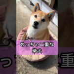 柴犬コロ めっちゃ二重な犬😁 #shorts #柴犬コロ #犬 #かわいい #癒し #二重 #可愛い #shibainu  dog