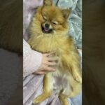 かわいいな#ポメラニアン #shorts #youtubeshorts #dog #pomeranian  #犬 #ペット #動物 #cute #子犬