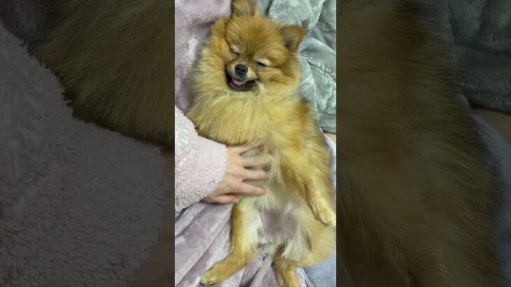 かわいいな#ポメラニアン #shorts #youtubeshorts #dog #pomeranian  #犬 #ペット #動物 #cute #子犬