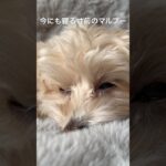 眠たすぎるマルプーがかわいすぎる。。 sleepy maltipoo #maltipoo #マルプー #犬 #dog #cute #かわいい #子犬