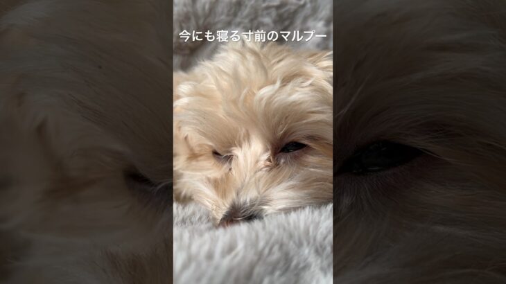 眠たすぎるマルプーがかわいすぎる。。 sleepy maltipoo #maltipoo #マルプー #犬 #dog #cute #かわいい #子犬