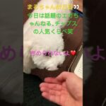 エガちゃんねるチップスを選ぶまるちゃん#おもしろ動画犬 #ビション #かわいい犬 #こいぬ