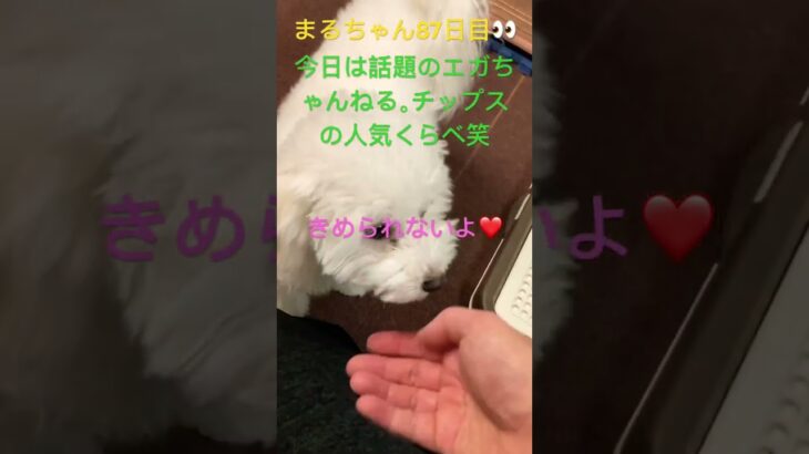 エガちゃんねるチップスを選ぶまるちゃん#おもしろ動画犬 #ビション #かわいい犬 #こいぬ