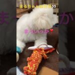 まるちゃんゆったり🙆#ビション #おもしろ動画犬 #かわいい犬 #こいぬ