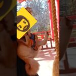 神社でお参りする柴犬　#柴犬 #おもしろ犬動画