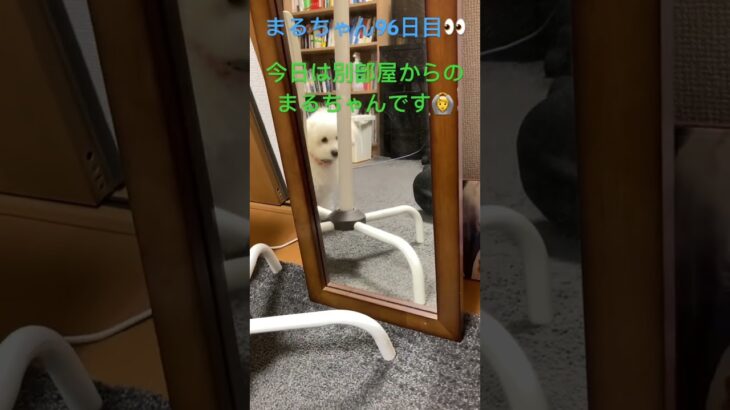 まるちゃん別部屋から#おもしろ動画犬 #ビション #かわいい犬 #こいぬ