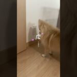 この世で一番かわいい #ポメラニアン  #犬