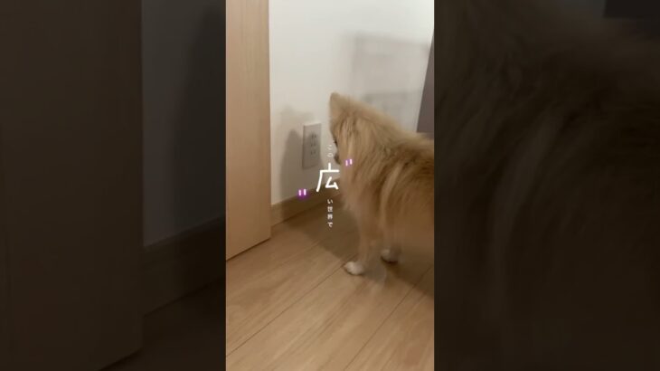 この世で一番かわいい #ポメラニアン  #犬