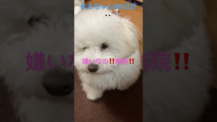 まる様激おこ.しょうがないじゃん🙏#おもしろ動画犬 #ビション #かわいい犬