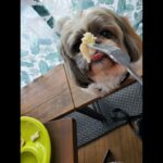 シーズーがパンケーキ食べてみた#シーズー犬 #かわいい犬 #犬のいる暮らし