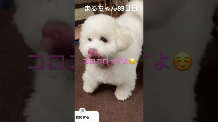 まるちゃん朝一行動#おもしろ動画犬 #ビション #かわいい犬 #こいぬ