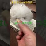 まるちゃんの足可愛い❤️#おもしろ動画犬 #ビション #かわいい犬