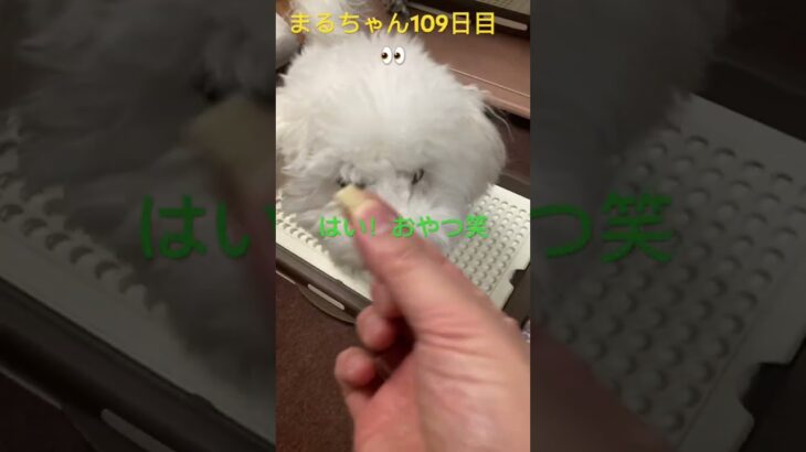 まるちゃんの足可愛い❤️#おもしろ動画犬 #ビション #かわいい犬