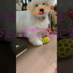 まるちゃん節分に鬼に変身⁉️#おもしろ動画犬 #ビション #かわいい犬 #こいぬ