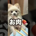 ショートvol.177 肉を喰らう犬🐶 #ポメラニアン #犬 #癒し動画 #可愛い #愛犬