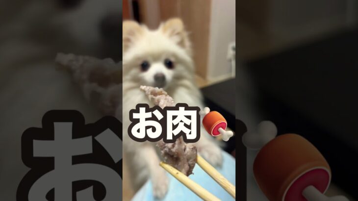 ショートvol.177 肉を喰らう犬🐶 #ポメラニアン #犬 #癒し動画 #可愛い #愛犬