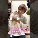 ショートvol.179 主とミルキーくん #ポメラニアン #飼い主と犬 #癒し動画 #可愛いわんこ #犬