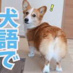 犬語でのお返事が100点満点にかわいいコーギー犬