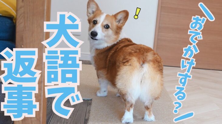 犬語でのお返事が100点満点にかわいいコーギー犬