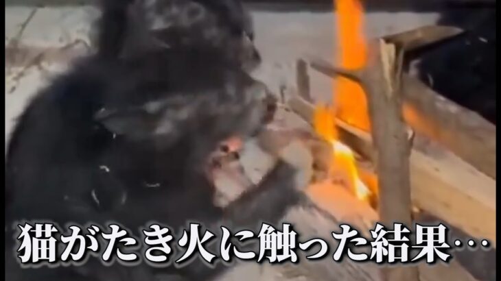 【神回】犬猫のおもしろ動画にツッコミどころ満載なアフレコしてみたｗｗｗ【たき火】【ハプニング映像】#34