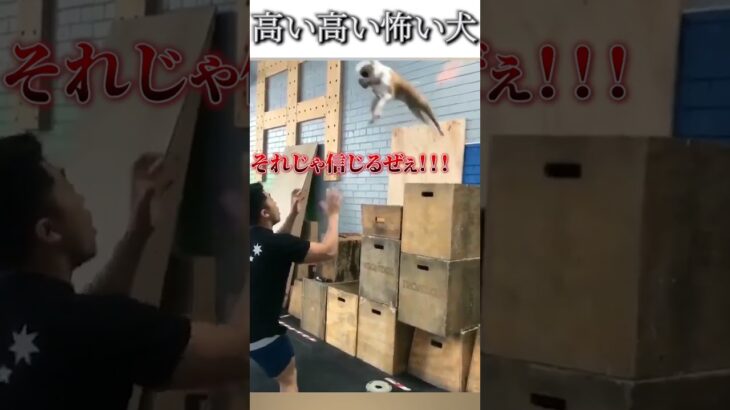 犬のおもしろ動画にツッコミどころ満載なアフレコしてみた＃74【高所恐怖症】【ハプニング映像】#shorts　#アフレコ #面白動画