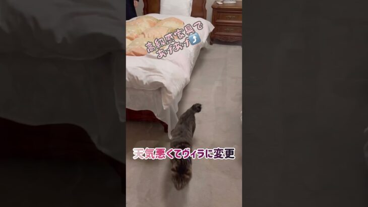 【狆とミニチュアダックスのMIX犬＆保護猫】ヴィラデビューした日ハイライト