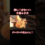 【TOBE切り抜き】かわいい子猫＆子犬にデレデレの北山くん！ #北山宏光 #tobe