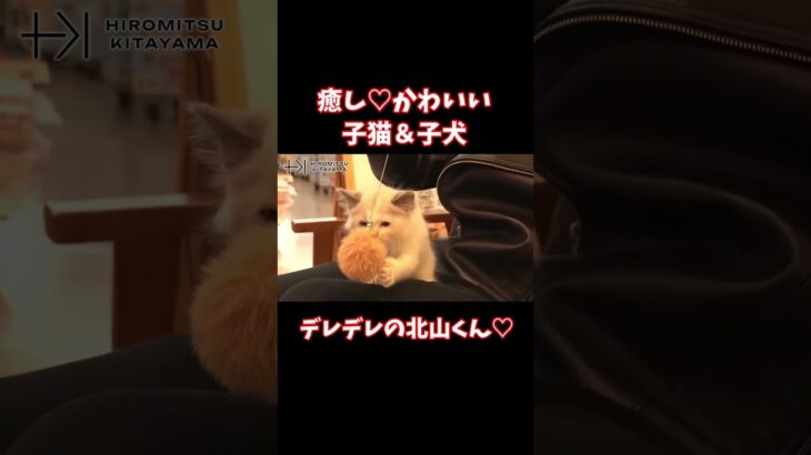 【TOBE切り抜き】かわいい子猫＆子犬にデレデレの北山くん！ #北山宏光 #tobe