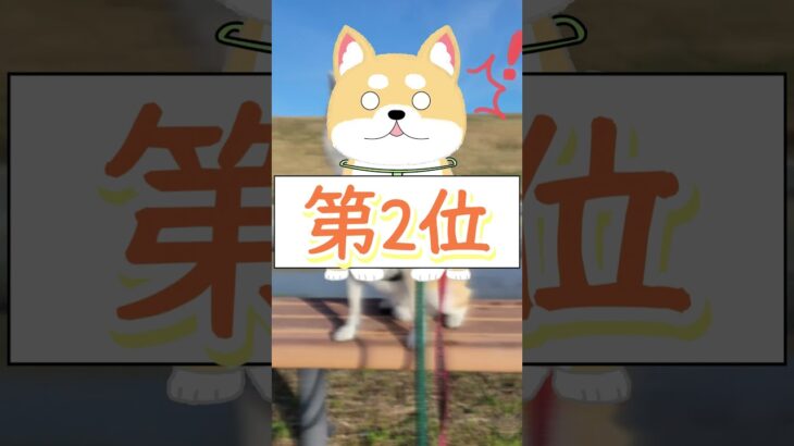 【柴犬の睡眠】今週のTop3 #Shorts #柴犬 #犬 #dog #癒し #睡眠 #shibainu