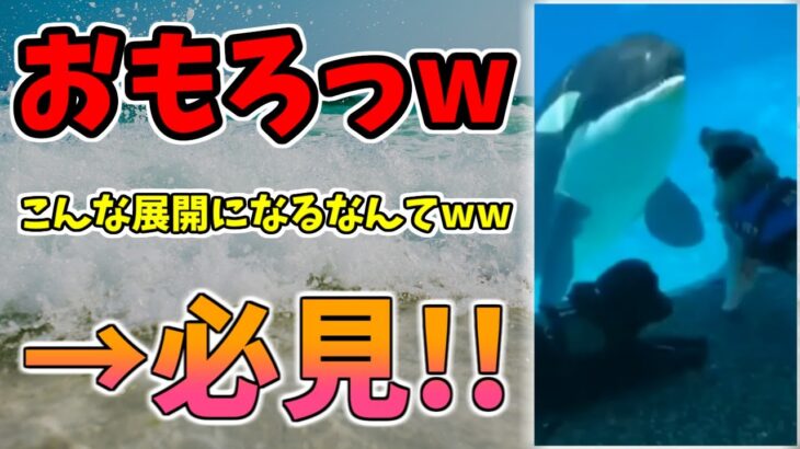 【動物おもしろ】猫・犬・動物の爆笑アフレコ！ハプニングだらけの犬、猫がおもしろすぎた集 Vol.１２６