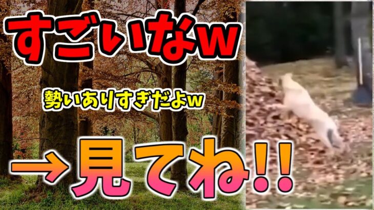 【動物おもしろ】猫・犬・動物の爆笑アフレコ！ハプニングだらけの犬、猫がおもしろすぎた集 Vol.１２７