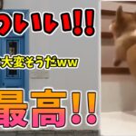 【動物おもしろ】猫・犬・動物の爆笑アフレコ！ハプニングだらけの犬、猫がおもしろすぎた集 Vol.１２９