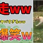 【動物おもしろ】猫・犬・動物の爆笑アフレコ！ハプニングだらけの犬、猫がおもしろすぎた集 Vol.１１８